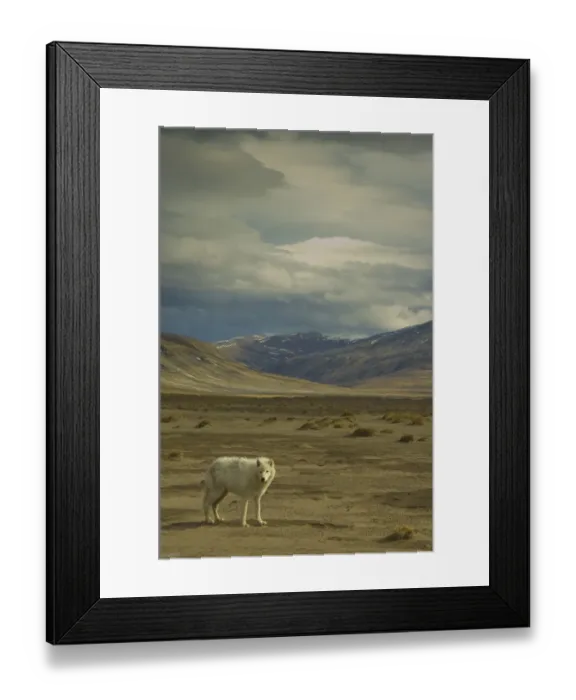 Framed Print : Arctic wolf (Canis lupus) on tundra, Ellesmere Island, Nunavut, Canada, June 2008 Framed Print : Arctic wolf (Canis lupus) on tundra, Ellesmere Island, Nunavut, Canada, June 2008