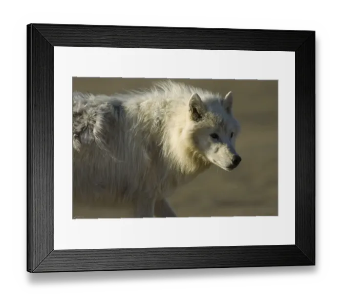 Framed Print : Adult Arctic wolf (Canis lupus) Ellesmere Island, Nunavut, Canada, June 2008 Framed Print : Adult Arctic wolf (Canis lupus) Ellesmere Island, Nunavut, Canada, June 2008