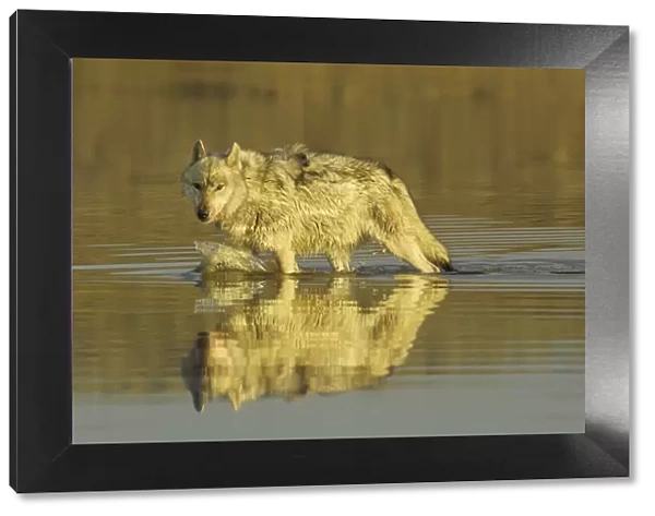 Grey wolf (Canis lupus) walking through water, Yellowstone National Park, USA, North America
