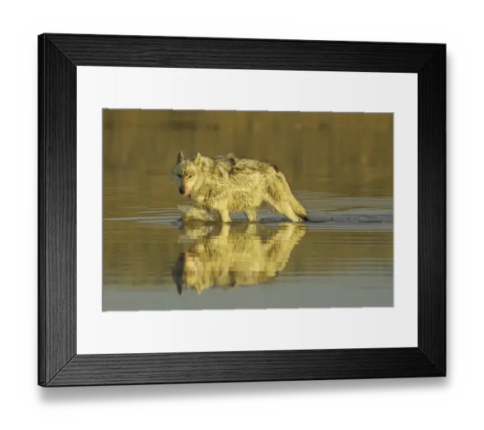Framed Print : Grey wolf (Canis lupus) walking through water, Yellowstone National Park, USA, North America Framed Print : Grey wolf (Canis lupus) walking through water, Yellowstone National Park, USA, North America