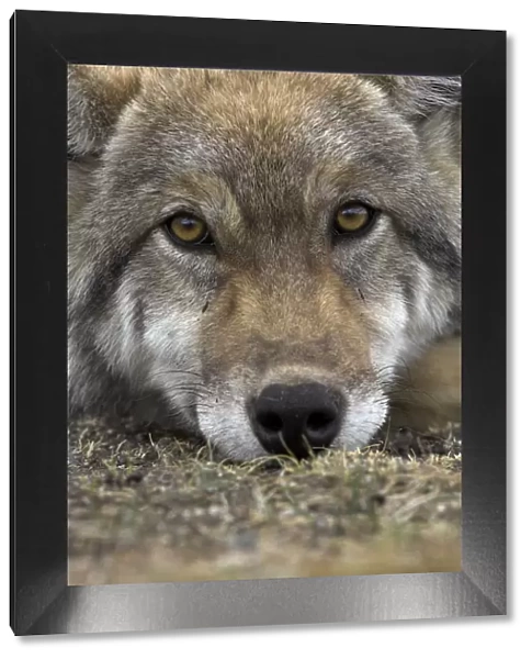 Eurasian  /  European  /  Forest Wolf (Canis lupus lupus) head portrait resting on ground