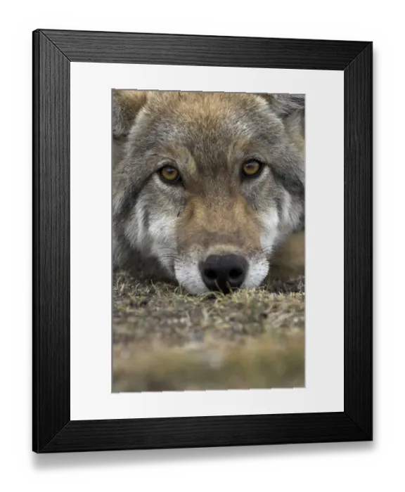 Framed Print : Eurasian / European / Forest Wolf (Canis lupus lupus) head portrait resting on ground Framed Print : Eurasian / European / Forest Wolf (Canis lupus lupus) head portrait resting on ground