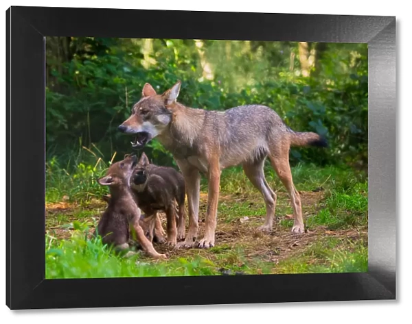 Grey wolf (Canis lupus) mother and two month cubs, captive