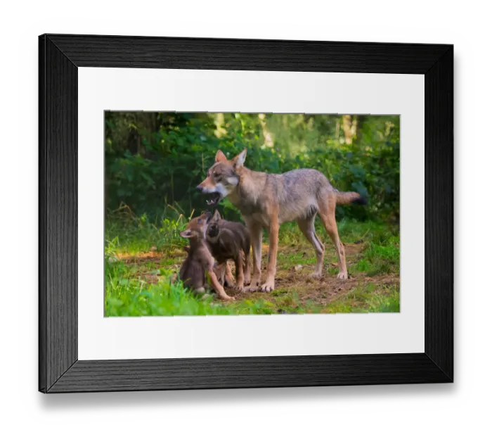 Framed Print : Grey wolf (Canis lupus) mother and two month cubs, captive Framed Print : Grey wolf (Canis lupus) mother and two month cubs, captive