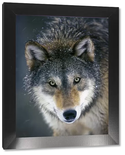 Grey wolf (Canis lupus) head portrait, captive from Washington Range, USA
