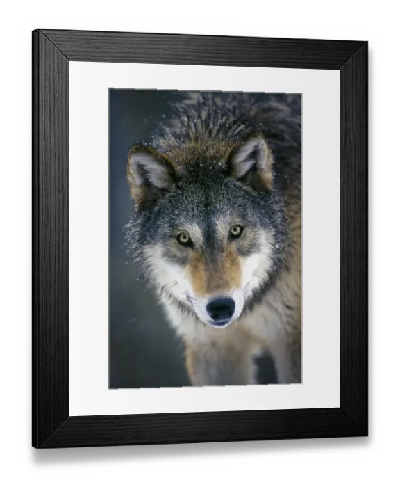 Framed Print : Grey wolf (Canis lupus) head portrait, captive from Washington Range, USA Framed Print : Grey wolf (Canis lupus) head portrait, captive from Washington Range, USA