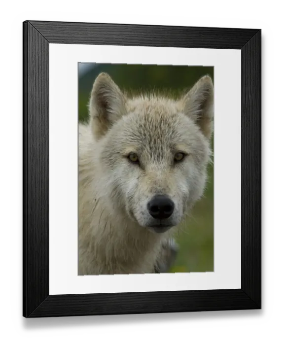 Framed Print : Grey wolf (Canis lupus) portrait, Katmai National Park, Alaska, USA, August Framed Print : Grey wolf (Canis lupus) portrait, Katmai National Park, Alaska, USA, August