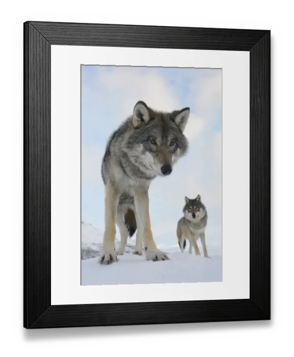 Framed Print : Wide angle close-up of two European grey wolves (Canis lupus), captive, Norway, February Framed Print : Wide angle close-up of two European grey wolves (Canis lupus), captive, Norway, February