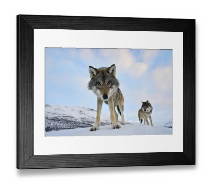 Framed Print : Wide angle close-up of two European grey wolves (Canis lupus), captive, Norway, February Framed Print : Wide angle close-up of two European grey wolves (Canis lupus), captive, Norway, February