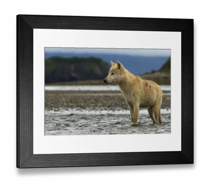 Framed Print : Grey wolf (Canis lupus) Katmai National Park, Alaska, USA, August Framed Print : Grey wolf (Canis lupus) Katmai National Park, Alaska, USA, August