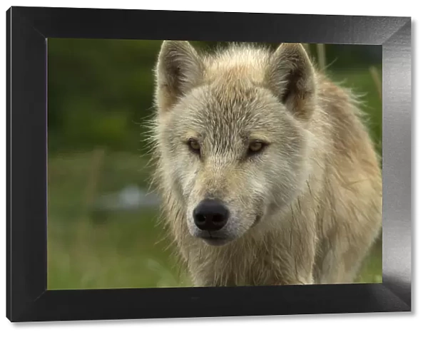 Grey wolf (Canis lupus) portrait, Katmai National Park, Alaska, USA, August