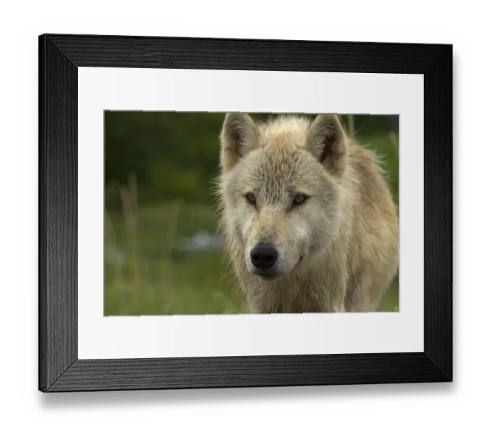 Framed Print : Grey wolf (Canis lupus) portrait, Katmai National Park, Alaska, USA, August