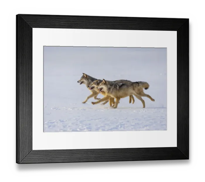 Framed Print : Grey wolves (Canis lupus) in snow, captive Framed Print : Grey wolves (Canis lupus) in snow, captive