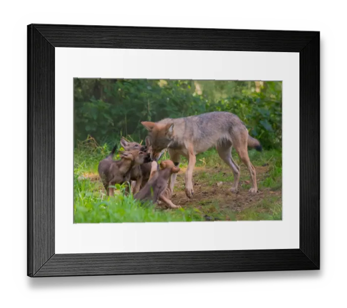 Framed Print : Grey wolf (Canis lupus) mother and two month old cubs, pups begging for food by licking