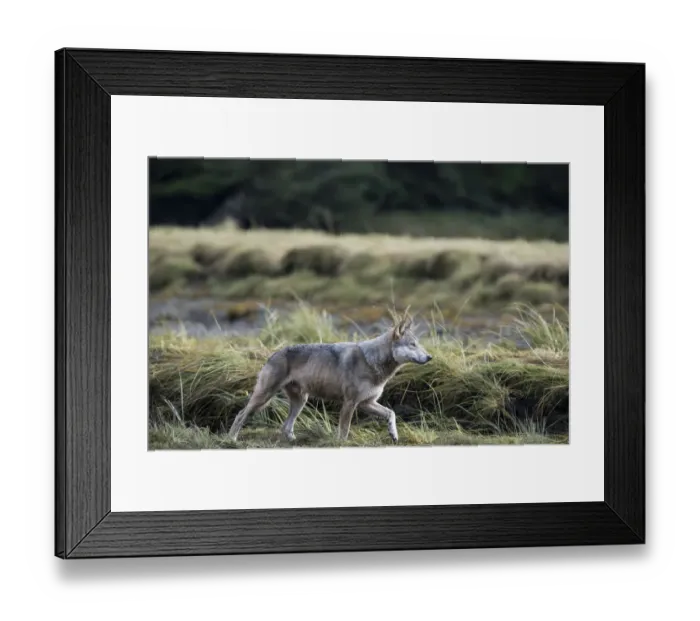 Framed Print : Coastal grey wolf (Canis lupus) genetically distinct from other Grey wolves, Sacred Framed Print : Coastal grey wolf (Canis lupus) genetically distinct from other Grey wolves, Sacred