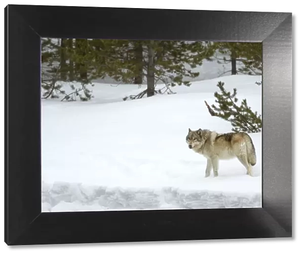 RF - Wolf (Canis lupus) walking in snow. Yellowstone National Park, USA. February