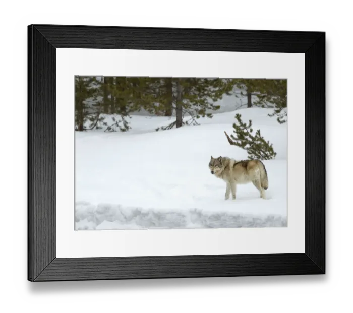 Framed Print : RF - Wolf (Canis lupus) walking in snow. Yellowstone National Park, USA. February Framed Print : RF - Wolf (Canis lupus) walking in snow. Yellowstone National Park, USA. February