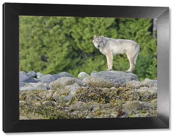 Vancouver Island Grey wolf (Canis lupus crassodon) Vancouver Island, British Columbia