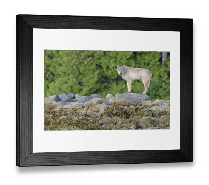 Framed Print : Vancouver Island Grey wolf (Canis lupus crassodon) Vancouver Island, British Columbia Framed Print : Vancouver Island Grey wolf (Canis lupus crassodon) Vancouver Island, British Columbia
