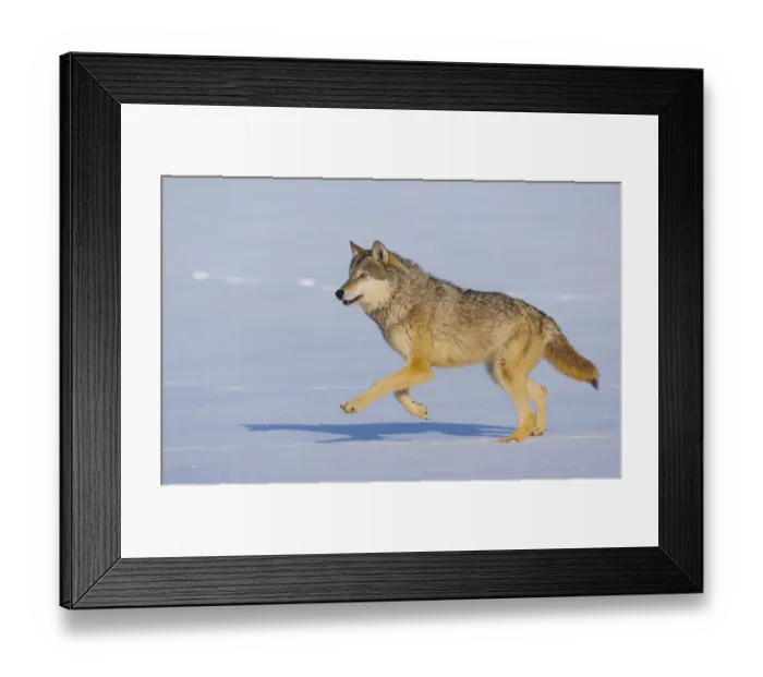 Framed Print : Grey wolf (Canis lupus) running in snow, captive Framed Print : Grey wolf (Canis lupus) running in snow, captive