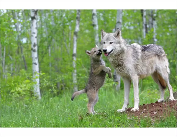 Grey wolf (Canis lupus) adult greeted by cub, captive, USA