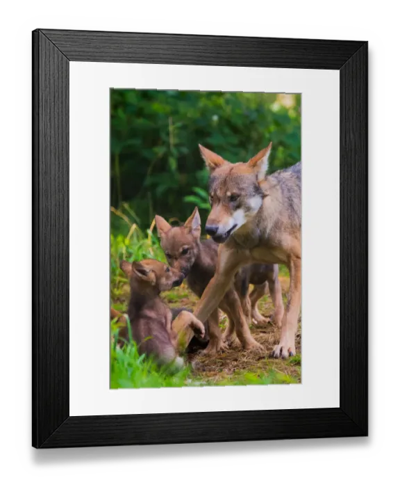 Framed Print : Grey wolf (Canis lupus) mother and two month cubs, captive Framed Print : Grey wolf (Canis lupus) mother and two month cubs, captive