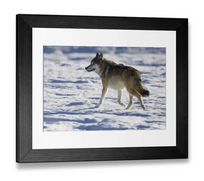 Framed Print : Tibetan wolf (Canis lupus) in snow, Keke Xili, Changtang, Tibetan Plateau, Qinghai, China Framed Print : Tibetan wolf (Canis lupus) in snow, Keke Xili, Changtang, Tibetan Plateau, Qinghai, China