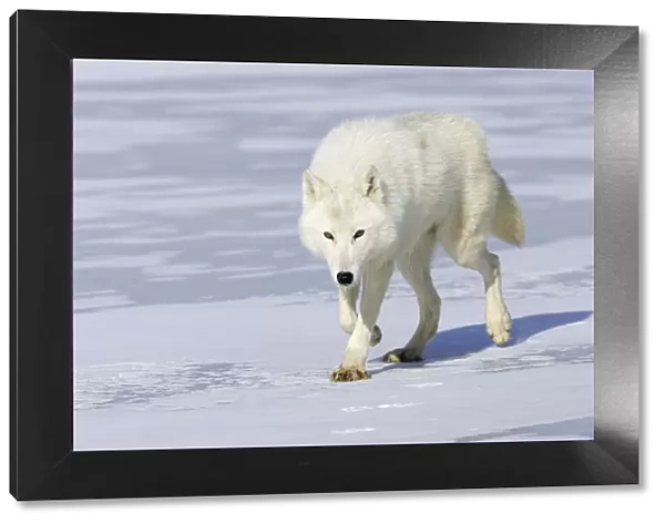 Arctic wolf (Canis lupus arctos) walking on snow, captive