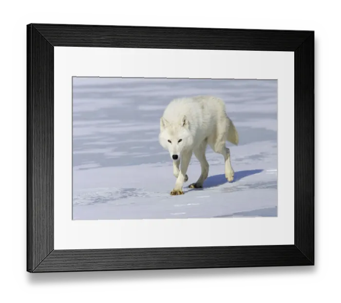 Framed Print : Arctic wolf (Canis lupus arctos) walking on snow, captive Framed Print : Arctic wolf (Canis lupus arctos) walking on snow, captive