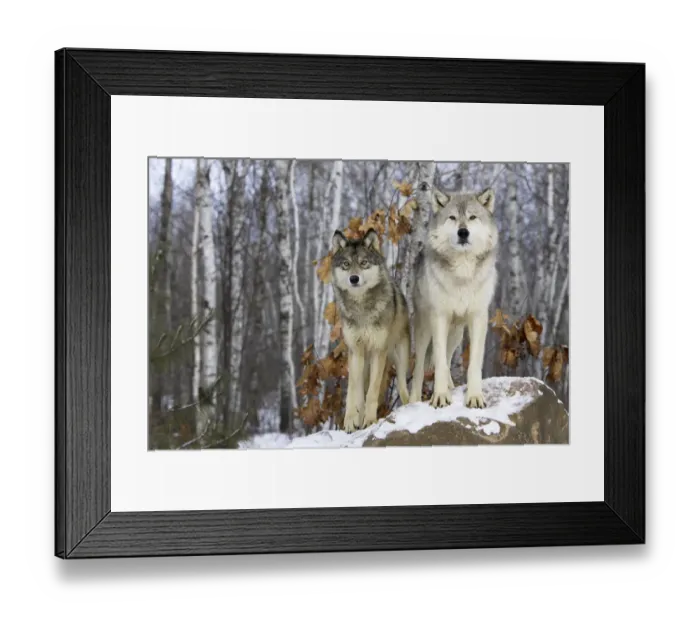 Framed Print : Grey wolf (Canis lupus), two animals in winter, captive, USA Framed Print : Grey wolf (Canis lupus), two animals in winter, captive, USA