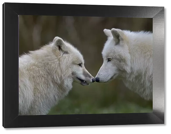 Arctic wolf (Canis lupus) male and female, captive
