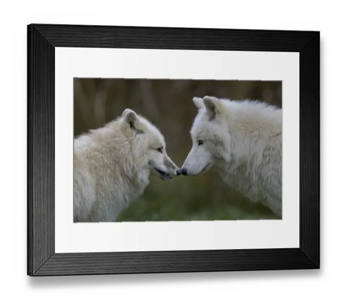 Framed Print : Arctic wolf (Canis lupus) male and female, captive Framed Print : Arctic wolf (Canis lupus) male and female, captive