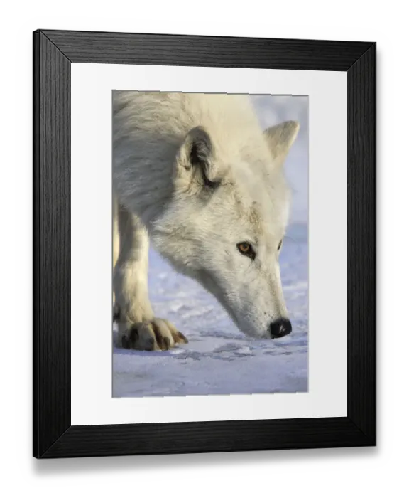 Framed Print : Arctic wolf (Canis lupus arctos) walking on snow, captive Framed Print : Arctic wolf (Canis lupus arctos) walking on snow, captive