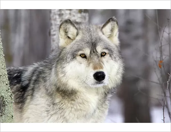 Grey Wolf (Canis lupus), in forest, captive, USA
