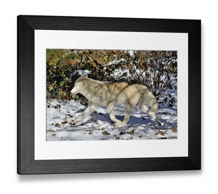 Framed Print : North-western wolf (Canis lupus occidentalis) captive occurs in northwestern USA Framed Print : North-western wolf (Canis lupus occidentalis) captive occurs in northwestern USA