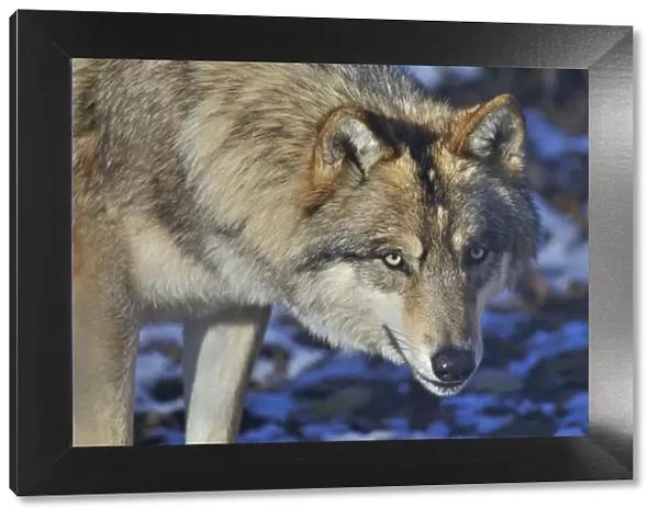 North-western wolf (Canis lupus occidentalis) portrait, captive occurs in northwestern USA