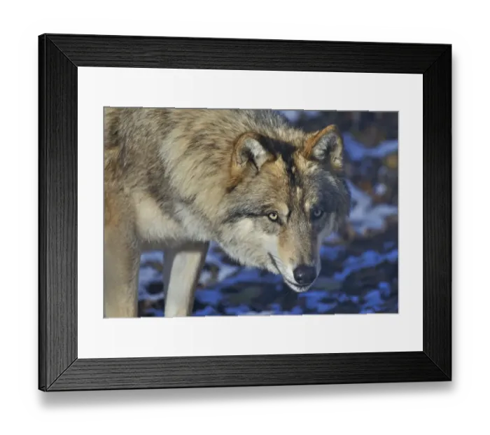Framed Print : North-western wolf (Canis lupus occidentalis) portrait, captive occurs in northwestern USA Framed Print : North-western wolf (Canis lupus occidentalis) portrait, captive occurs in northwestern USA
