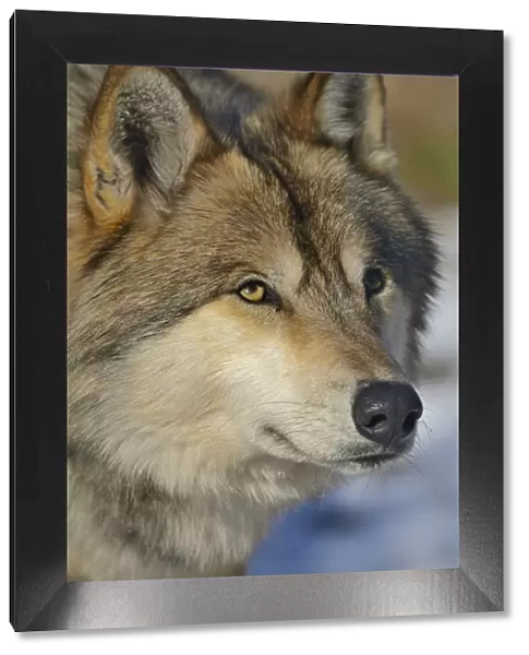 North-western wolf (Canis lupus occidentalis) portrait, captive occurs in northwestern USA