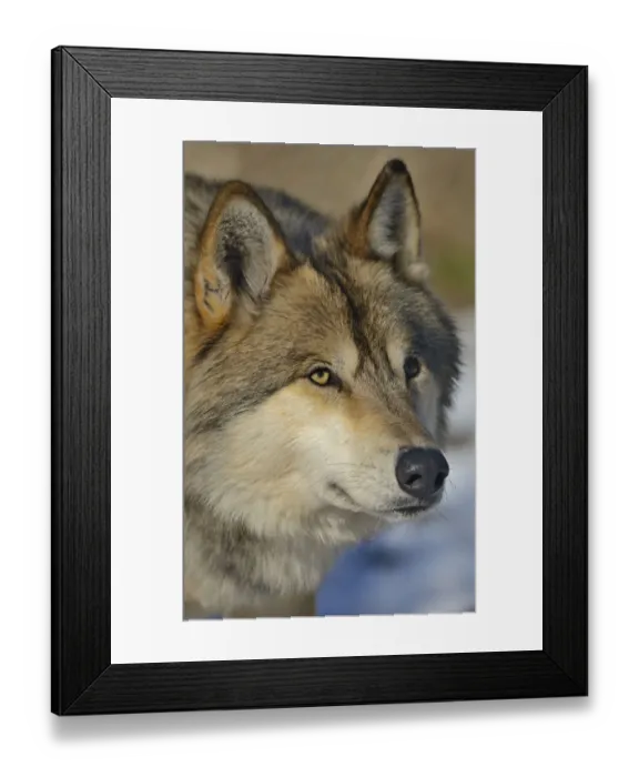 Framed Print : North-western wolf (Canis lupus occidentalis) portrait, captive occurs in northwestern USA Framed Print : North-western wolf (Canis lupus occidentalis) portrait, captive occurs in northwestern USA
