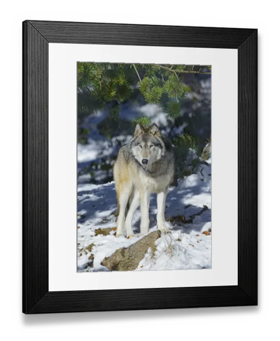 Framed Print : North-western wolf (Canis lupus occidentalis) captive occurs in northwestern USA