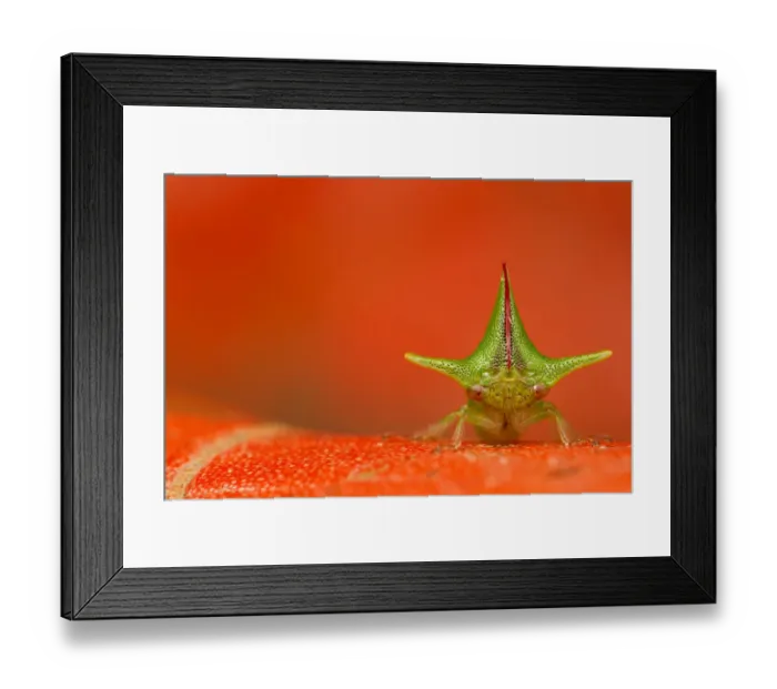 Framed Print : Treehopper (Alchisme grossa) Mindo, Pichincha, Ecuador Framed Print : Treehopper (Alchisme grossa) Mindo, Pichincha, Ecuador