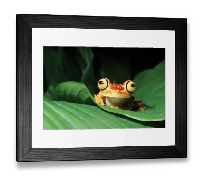 Framed Print : Rainforest tree frog on leaf, Ecuador, South America Framed Print : Rainforest tree frog on leaf, Ecuador, South America
