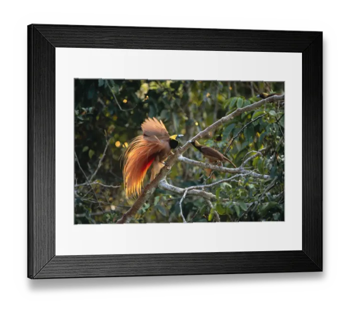 Framed Print : Raggiana bird of paradise (Paradisaea raggiana) male displaying to female, Papua New Guinea Framed Print : Raggiana bird of paradise (Paradisaea raggiana) male displaying to female, Papua New Guinea