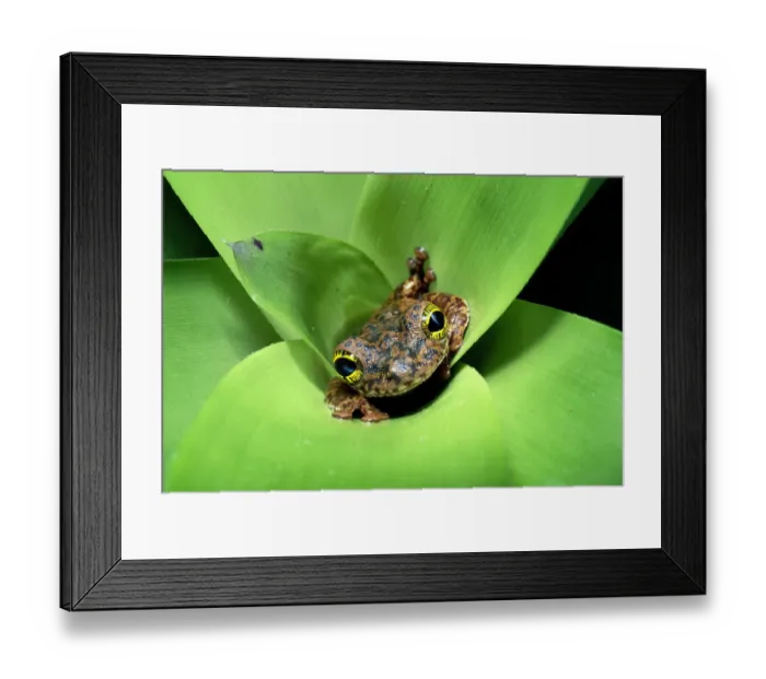 Framed Print : Tree frog (Ostocephalus oophagus) in bromeliad, female lays eggs for her tadpoles to eat Framed Print : Tree frog (Ostocephalus oophagus) in bromeliad, female lays eggs for her tadpoles to eat