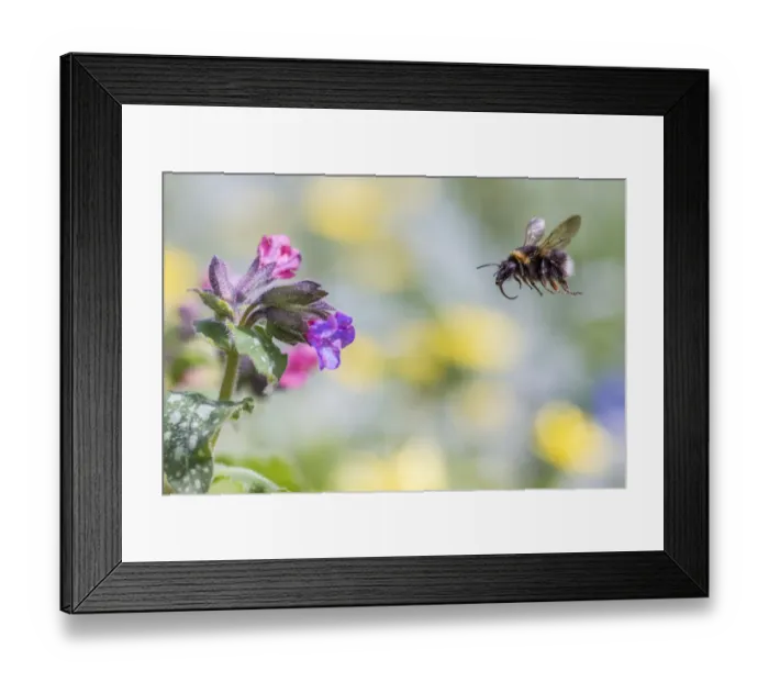 Framed Print : Garden bumblebee (Bombus hortorum) flying towards Lungwort (Pulmonaria officinalis) flower