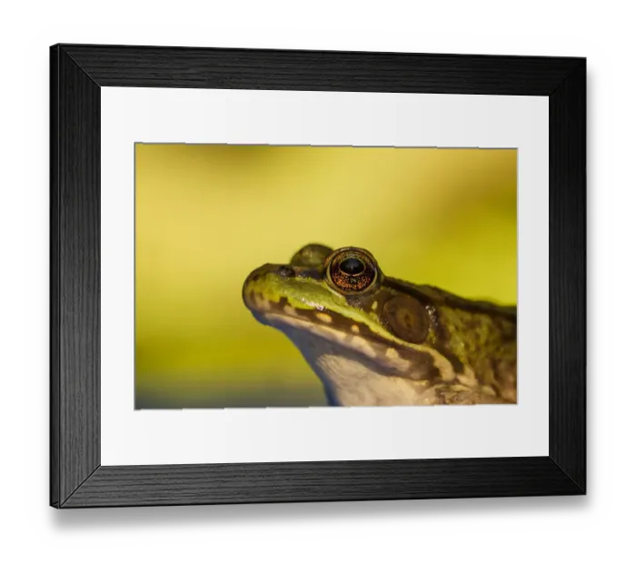 Framed Print : Northern green frog (Lithobates clamitans melanota). Connecticut, USA, August Framed Print : Northern green frog (Lithobates clamitans melanota). Connecticut, USA, August