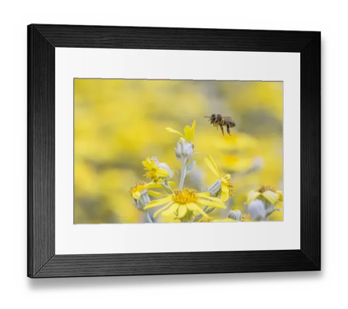 Framed Print : European honey bee (Apis mellifera) in flight, feeding on flowers (Brachyglottis sp) Framed Print : European honey bee (Apis mellifera) in flight, feeding on flowers (Brachyglottis sp)