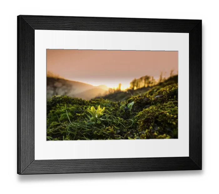 Framed Print : Radnor lily (Gagea bohemica) the rarest flower in the UK at sunset, Stanner Rocks