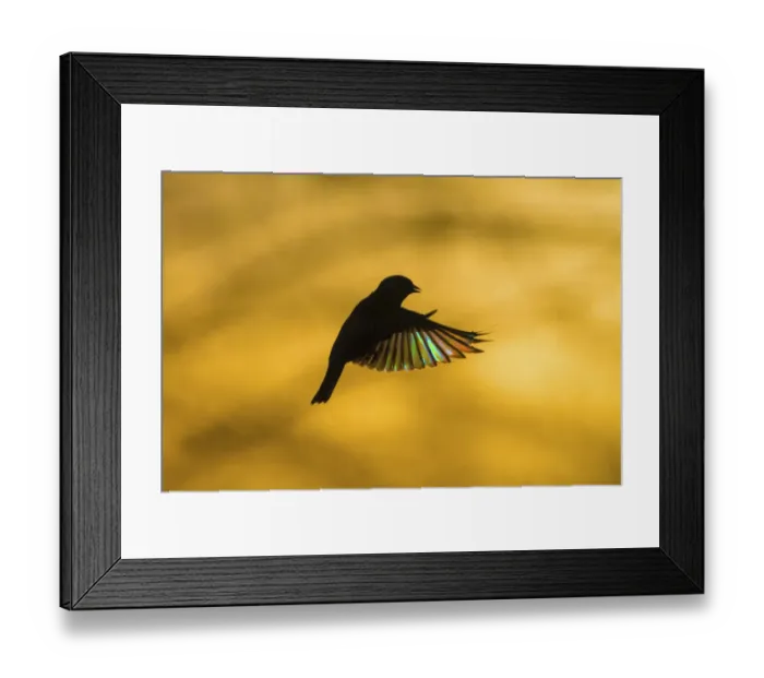 Framed Print : European Greenfinch (Chloris chloris) flying at dawn Framed Print : European Greenfinch (Chloris chloris) flying at dawn