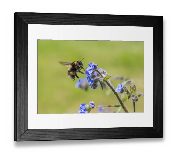 Framed Print : Garden bumblebee (Bombus hortorum) flying to Green alkanet (Pentaglottis sempervirens)